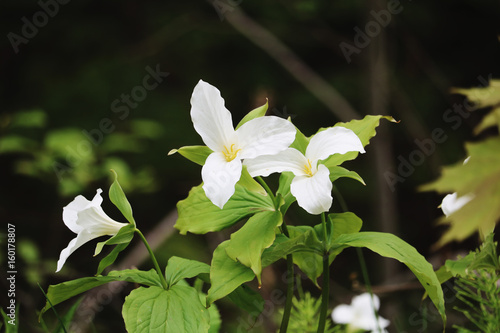 Trillium Flowers in the Forest photo