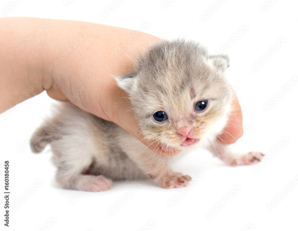 Newborn kitten in a hand on a white background Newborn kitten in a hand on a white background