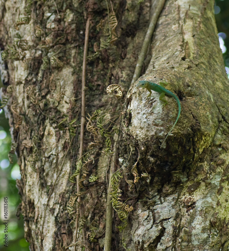 Lézard vert et bleu photo