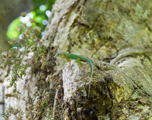 Lézard vert et bleu photo