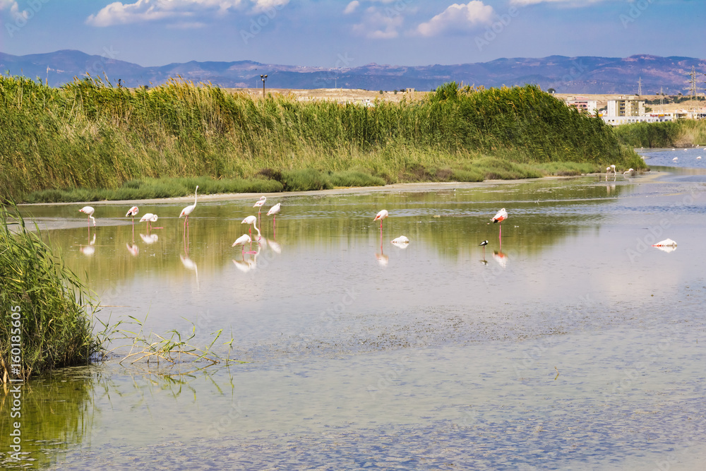 Fototapeta premium Pink flamingos, The Regional Park of Molentargius - Saline, Cagliari in Sardinia, Italy
