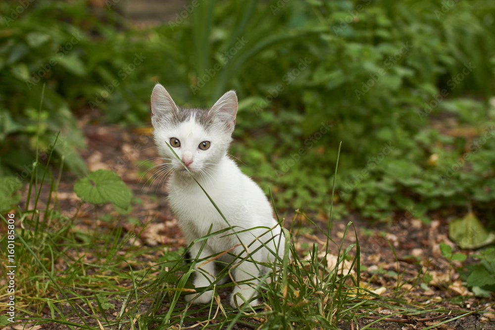 White kitten with gray spot