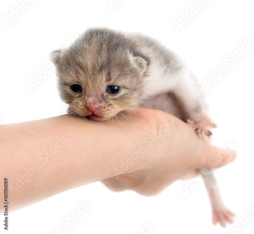 Newborn kitten in a hand on a white background
