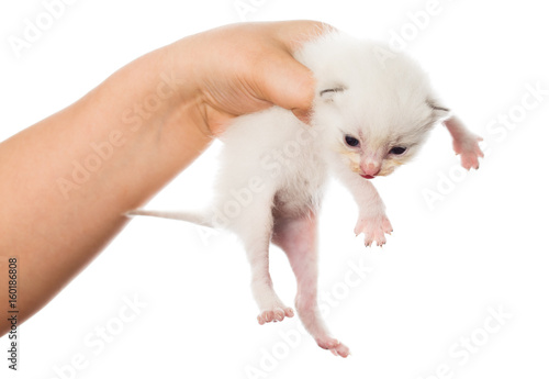 Newborn kitten in a hand on a white background