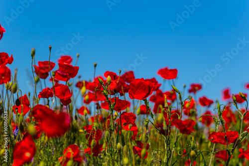 Fototapeta Naklejka Na Ścianę i Meble -  beautiful red poppies on a blue sky background