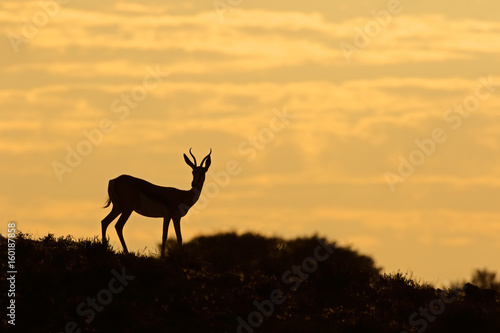Springbok antelope  Antidorcas marsupialis  silhouetted against a sunrise  Kalahari desert  South Africa.