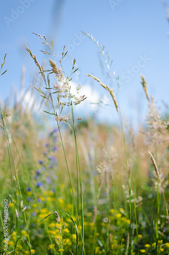 Green grass stem growing outdoors