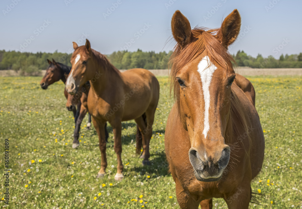 horses on a field at summertime in an island of Saaremaa in Estonia