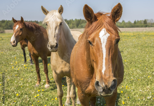 horses on a field at summertime in an island of Saaremaa in Estonia