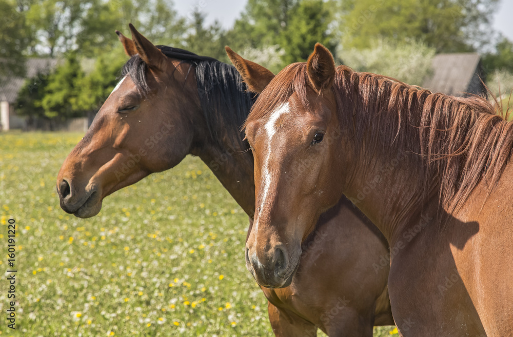 horses on a field at summertime in an island of Saaremaa in Estonia horses on a field at summertime in an island of Saaremaa in Estonia