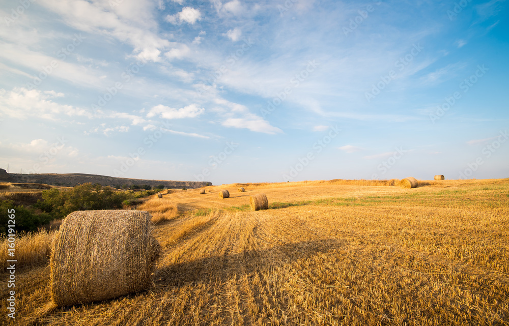 Field of Round bales of hay after harvesting