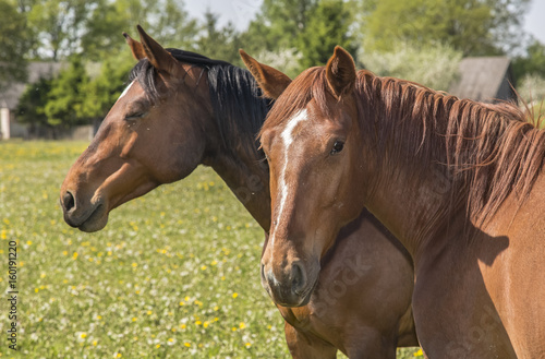 horses on a field at summertime in an island of Saaremaa in Estonia