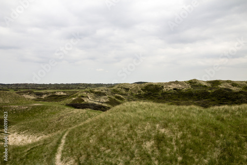 Grass Landscape