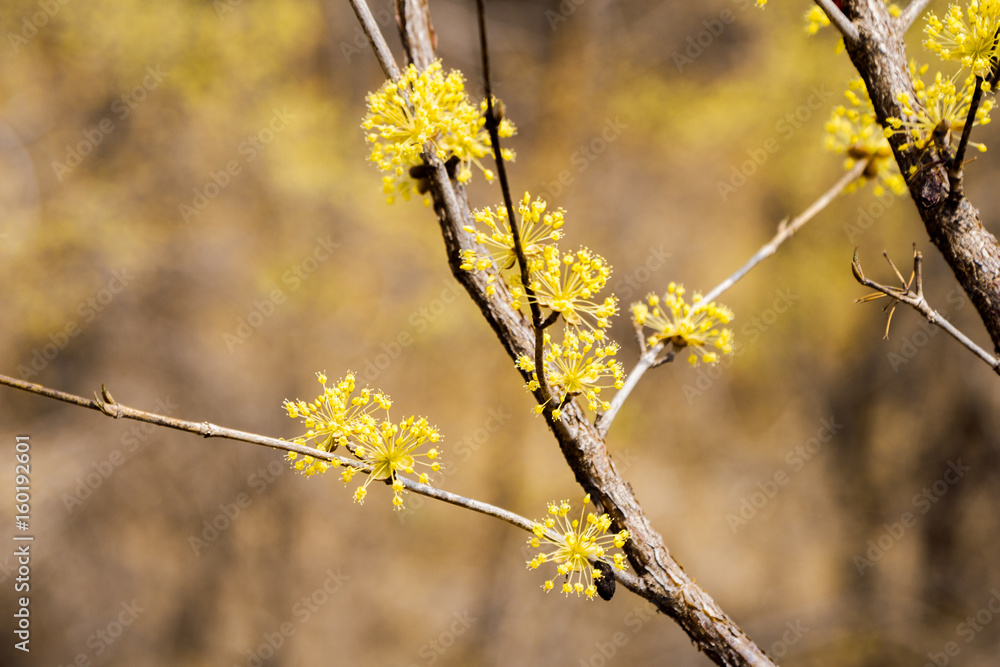 Cornus officinalis at spring in sansuyu village, Korea Cornus officinalis at spring in sansuyu village, Korea