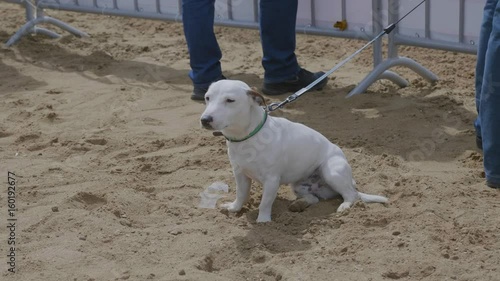 White dog sitting on the sand. UltraHD stock footage. photo