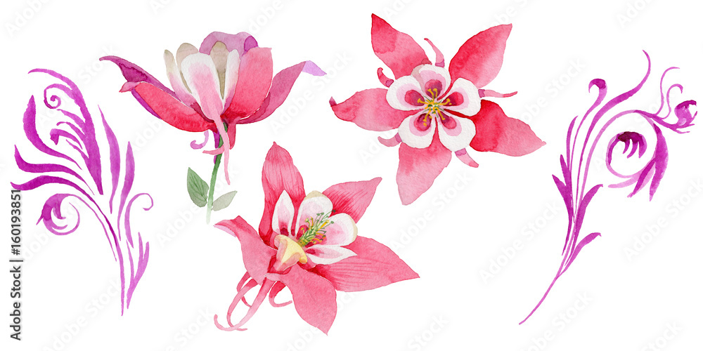 Wildflower aquilegia flower in a watercolor style isolated.