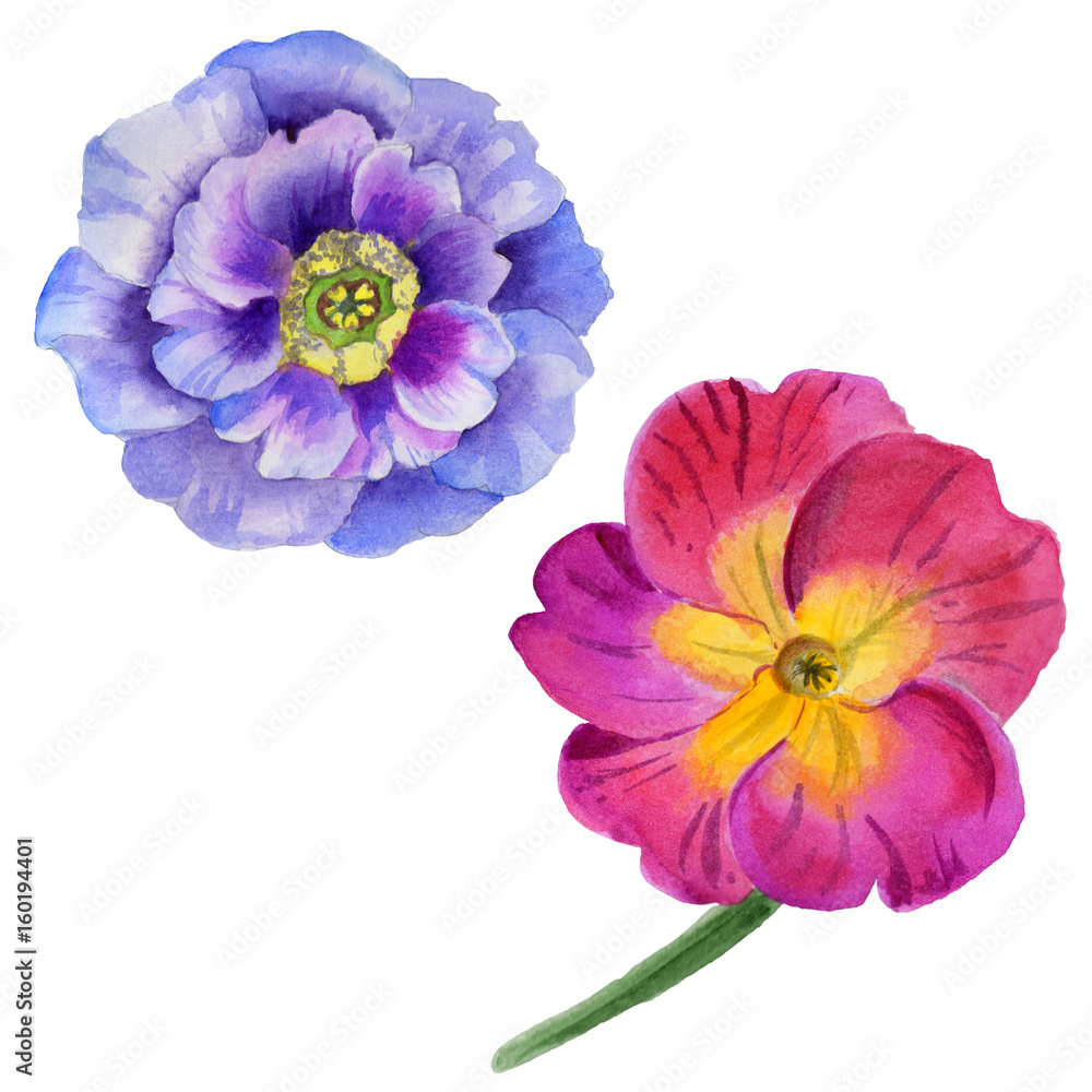 Fototapeta premium Wildflower viola flower in a watercolor style isolated.