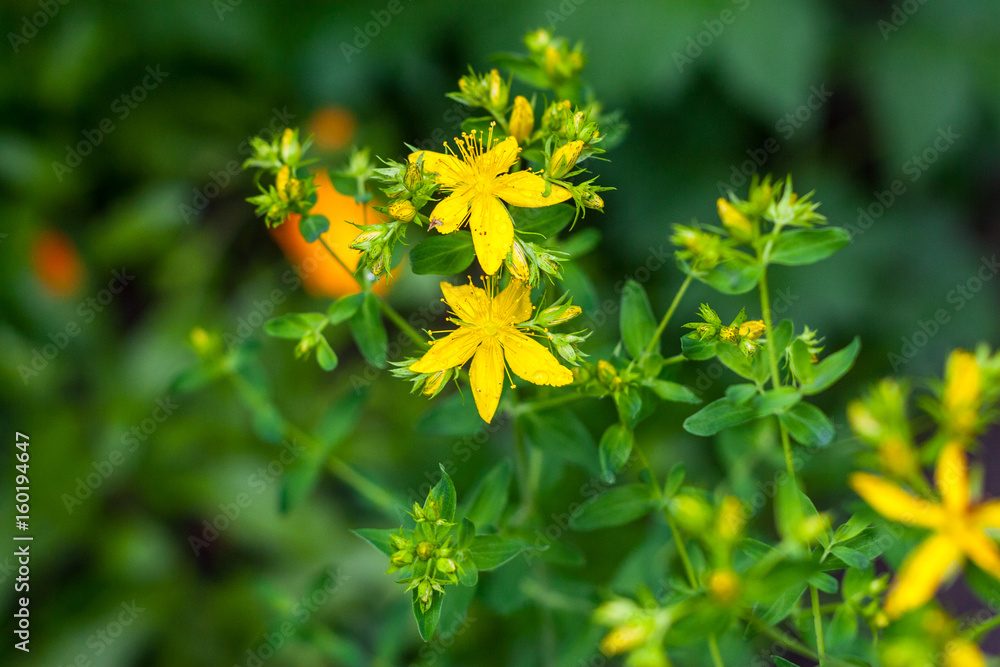 Dziurawiec zwyczajny (Hypericum perforatum) perforate St John's-wort Dziurawiec zwyczajny (Hypericum perforatum) perforate St John's-wort