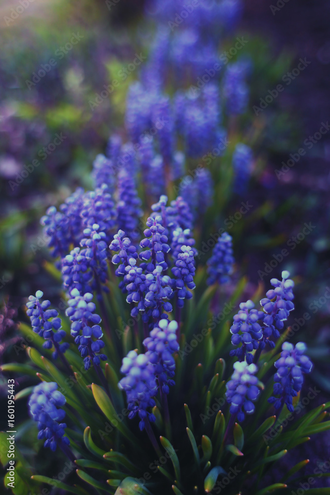 Obraz premium Blue flowers - Muscari (grape hyacinth)