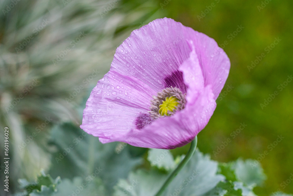 Opium poppy (Papaver somniferum)