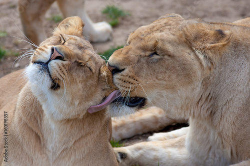 Fototapeta Naklejka Na Ścianę i Meble -  Animal affection. Adult lions social bonding. Grooming by licking.