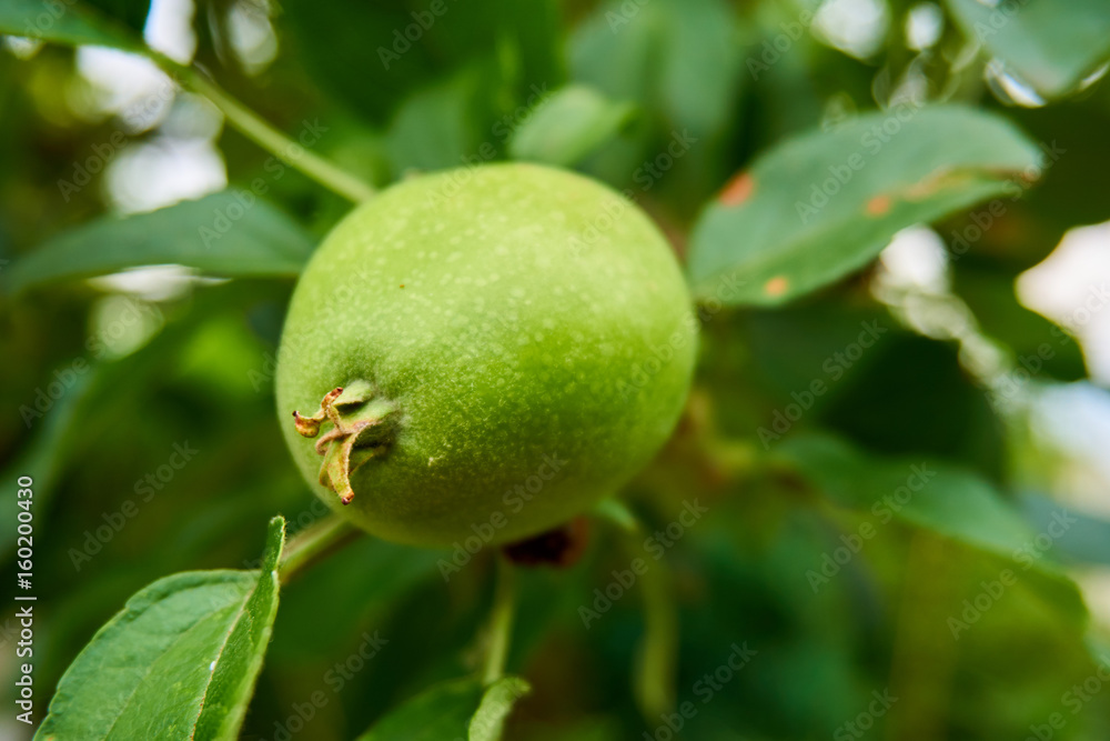Close up from a green growing apple Close up from a green growing apple