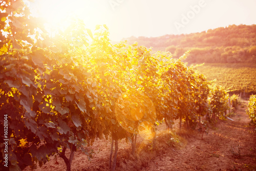 Grape field vineyard.