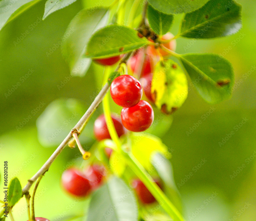 Obraz premium Red cherries on a branch just before harvest in early summer