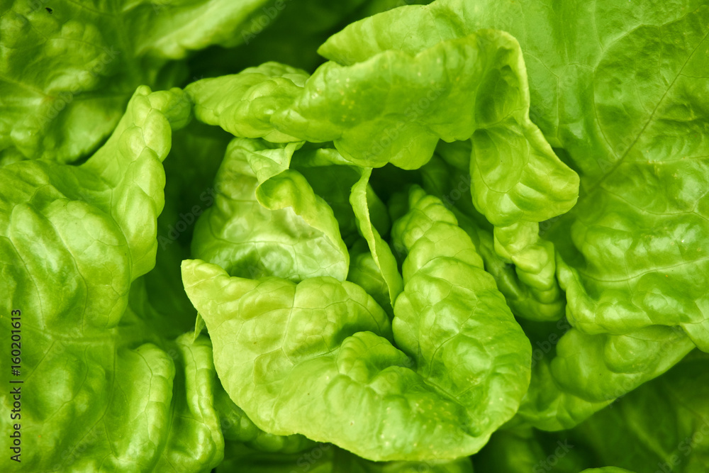 Close up from a fresh green salad Close up from a fresh green salad
