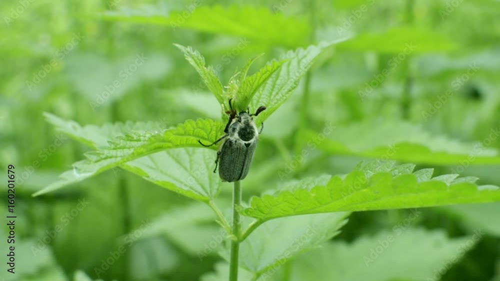 Chafer beetle sitting on green stern and swaying in wind. Closeup view on bug in forest Chafer beetle sitting on green stern and swaying in wind. Closeup view on bug in forest