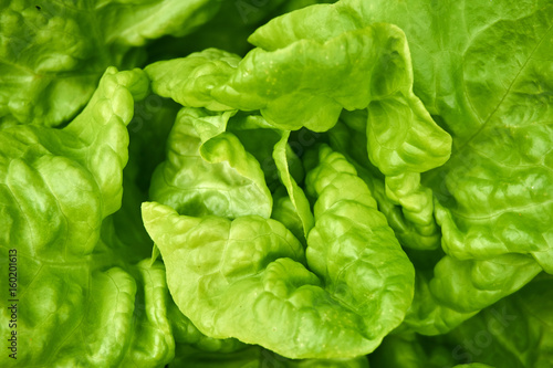 Close up from a fresh green salad