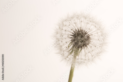 Dandelion flower on white background. Macro closeup.  