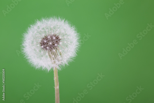 Close-up shoot of a dandelion in green background.