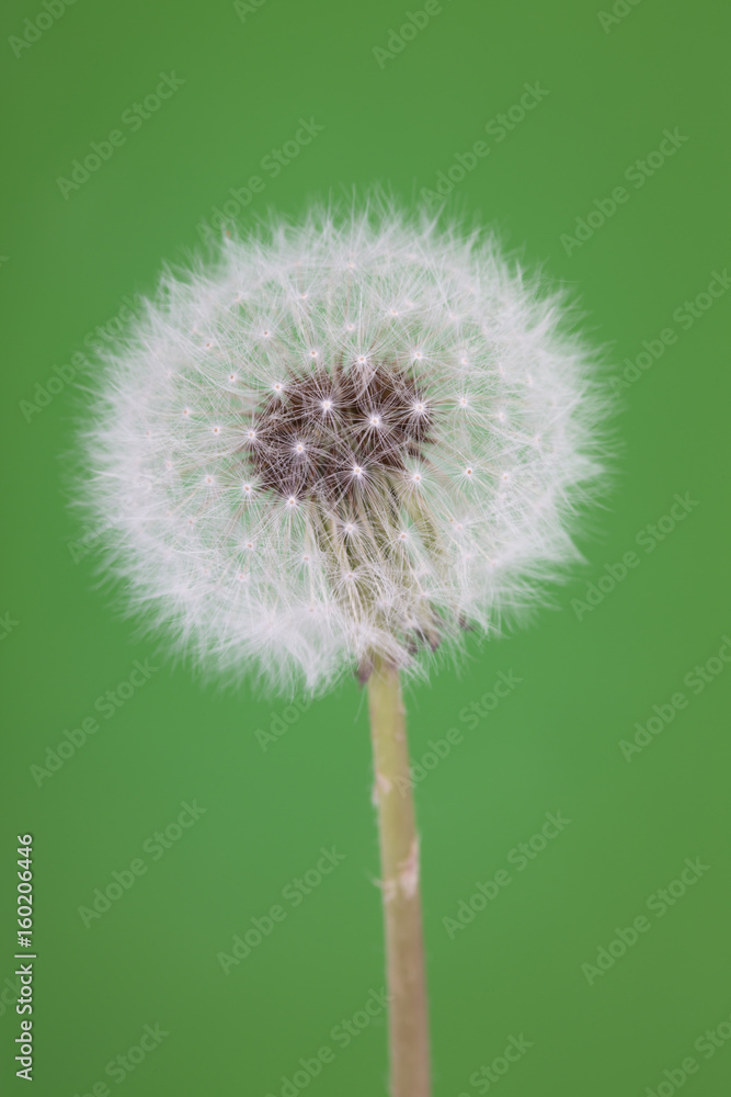 Close-up shoot of a dandelion in green background.