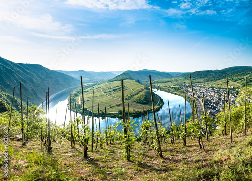 Принти на полотні Mosel Bend - Vineyard Panorama at Bremm
