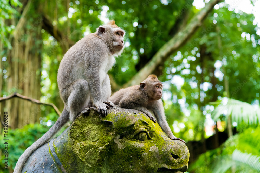 Fototapeta premium Macaque monkeys at Monkey Forest, Bali, Indonesia