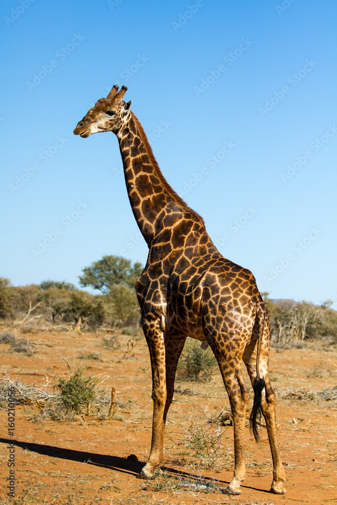 Fototapeta premium Giraffe