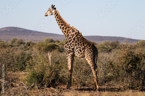 Giraffe