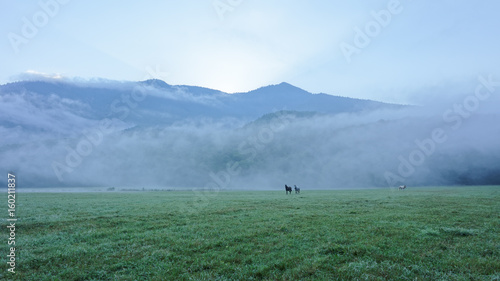 The first rays of the sun illuminate a foggy clearing with grazing horses. Caucasus. Russia. The Caucasian reserve. Cordon Guzeripl photo