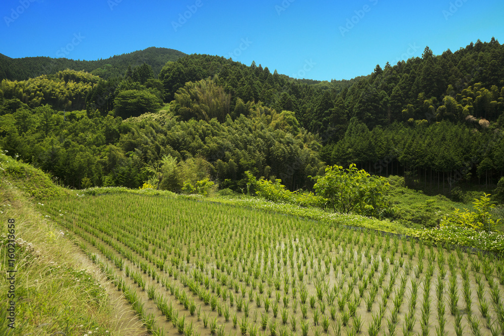 田植え直後の水田 田植え直後の水田
