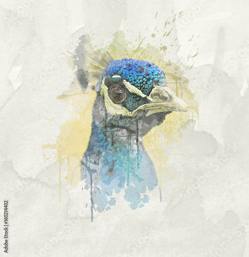 Close-up Portrait of beautiful peacock