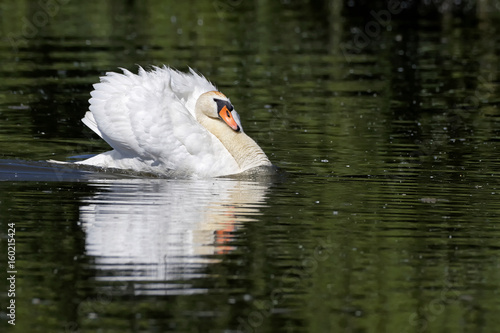 Höckerschwan