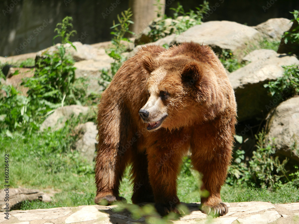 Obraz premium Ours