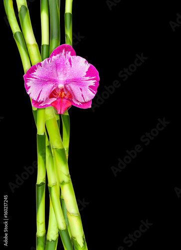 orchid  e sur lucky bamboo  fond noir 