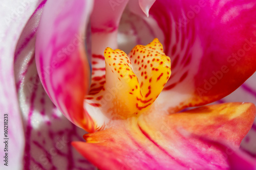 Pink orchid flower closeup in a sunlight