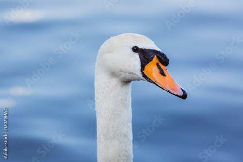 Swan in blue lake