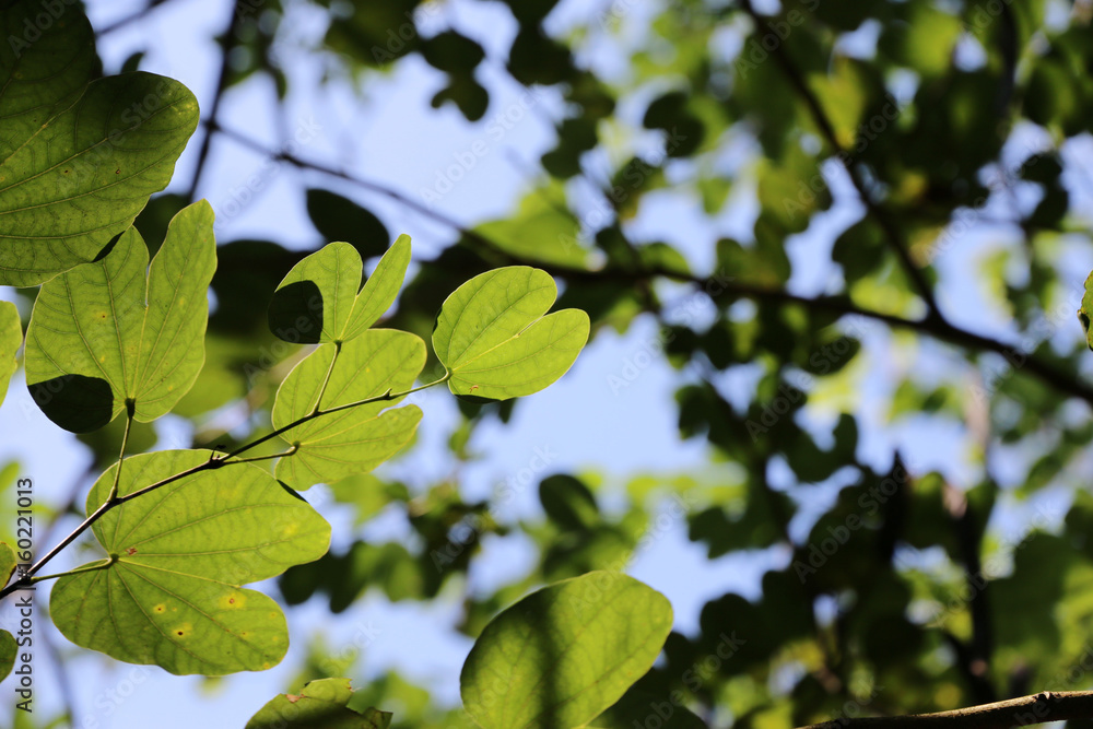 Fototapeta premium Green leaves morning