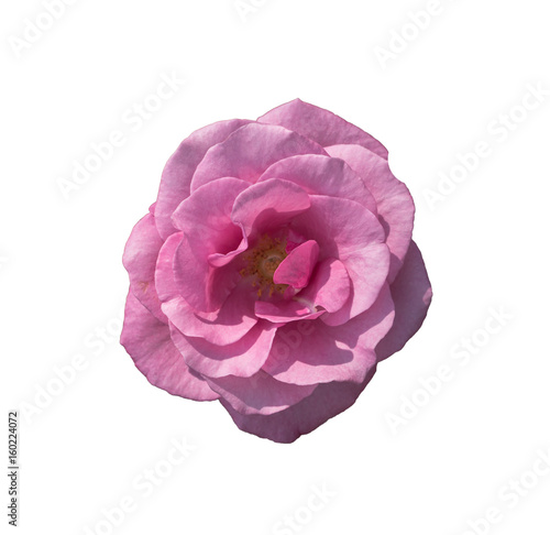 Rose flower on white background.