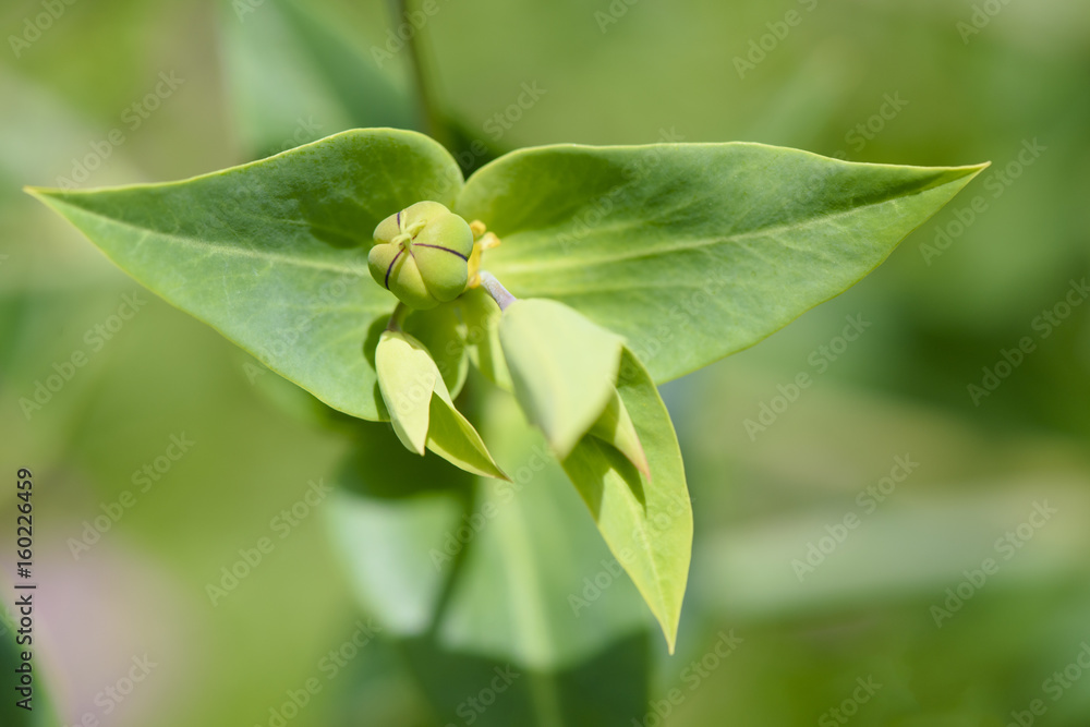 Kreuzblättrige Wolfsmilch Euphorbia lathyris Kreuzblättrige Wolfsmilch Euphorbia lathyris