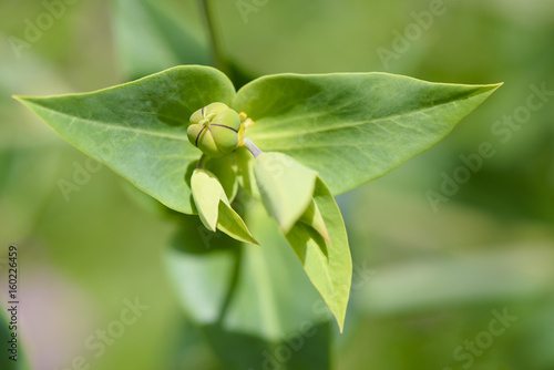 Kreuzblättrige Wolfsmilch Euphorbia lathyris